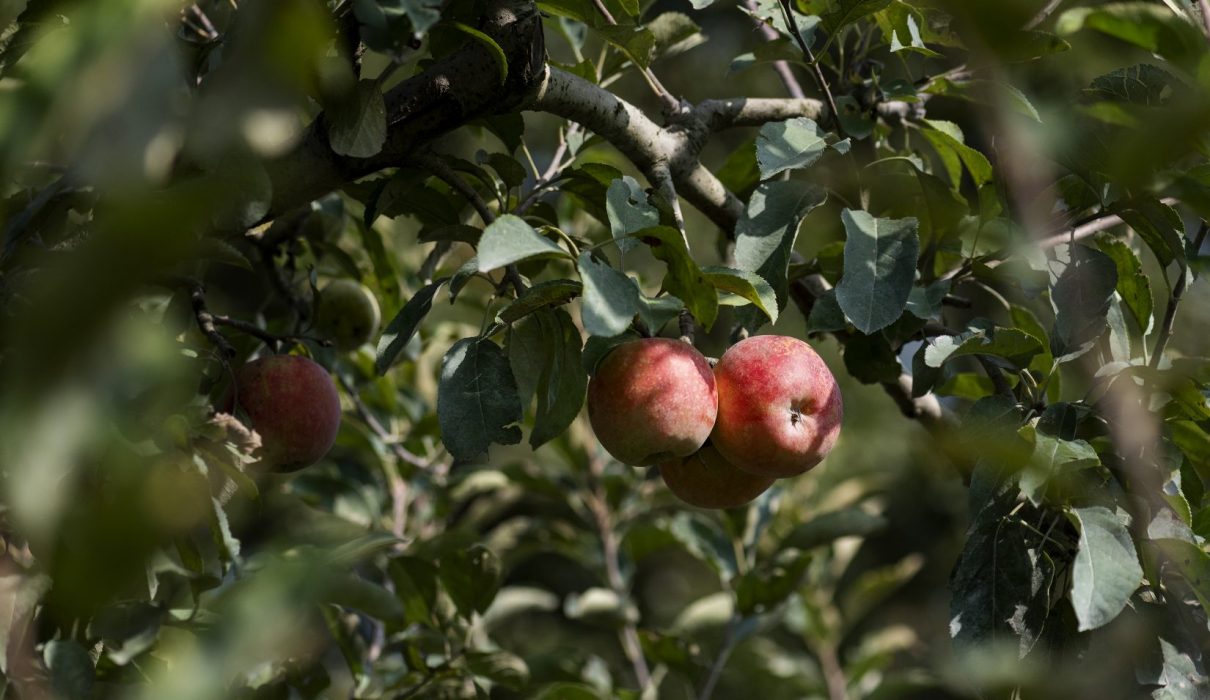 apple orchard in mid-missouri