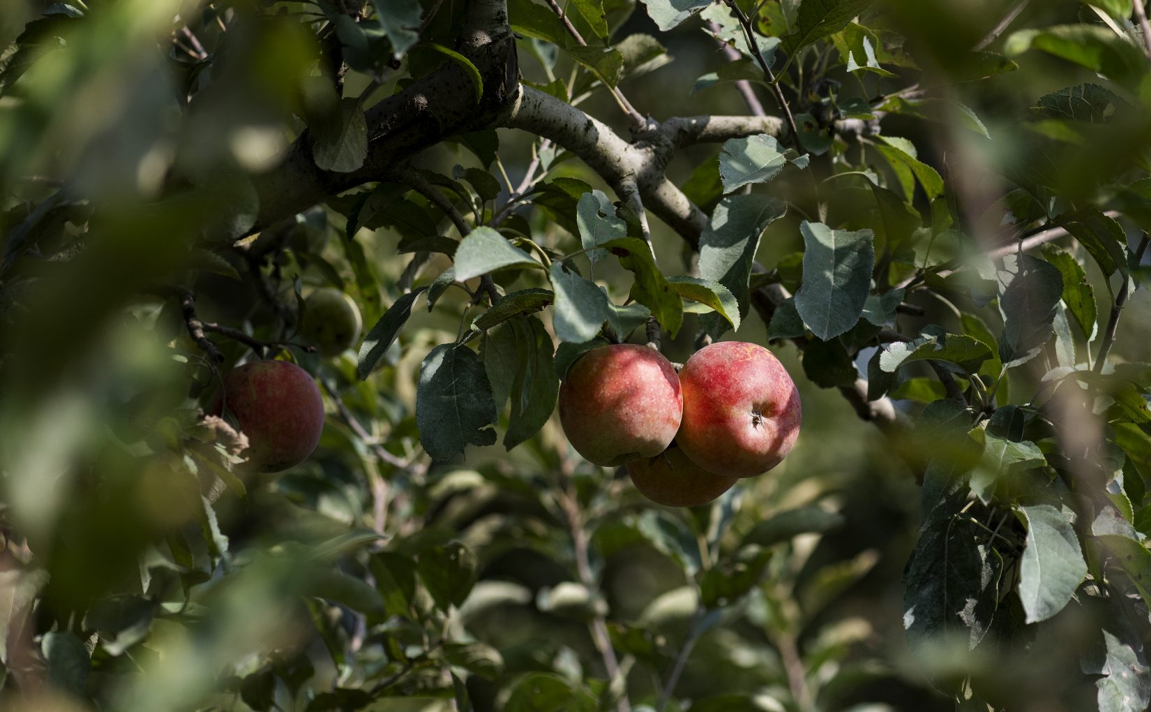 apple orchard in mid-missouri