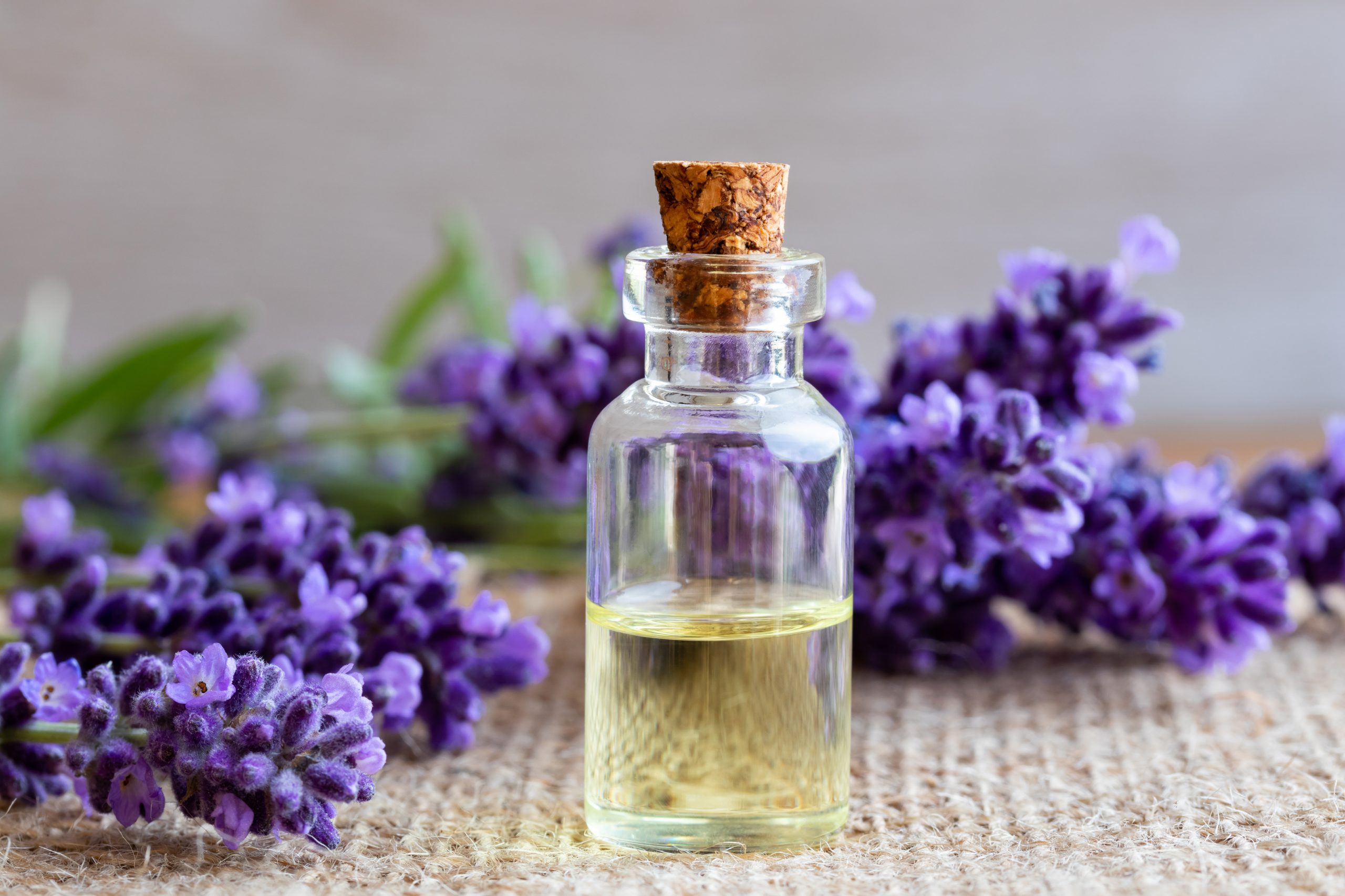 A,Bottle,Of,Essential,Oil,With,Fresh,Blooming,Lavender,Twigs