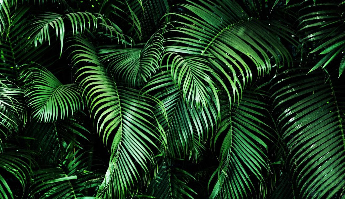 Tropical,Palm,Leaves,,Floral,Pattern,Background,,Real,Photo