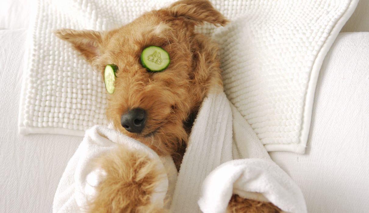 Funny,Airedale,Terrier,Dog,Photograpy,Cute,Spa,Day,Laying,Bed